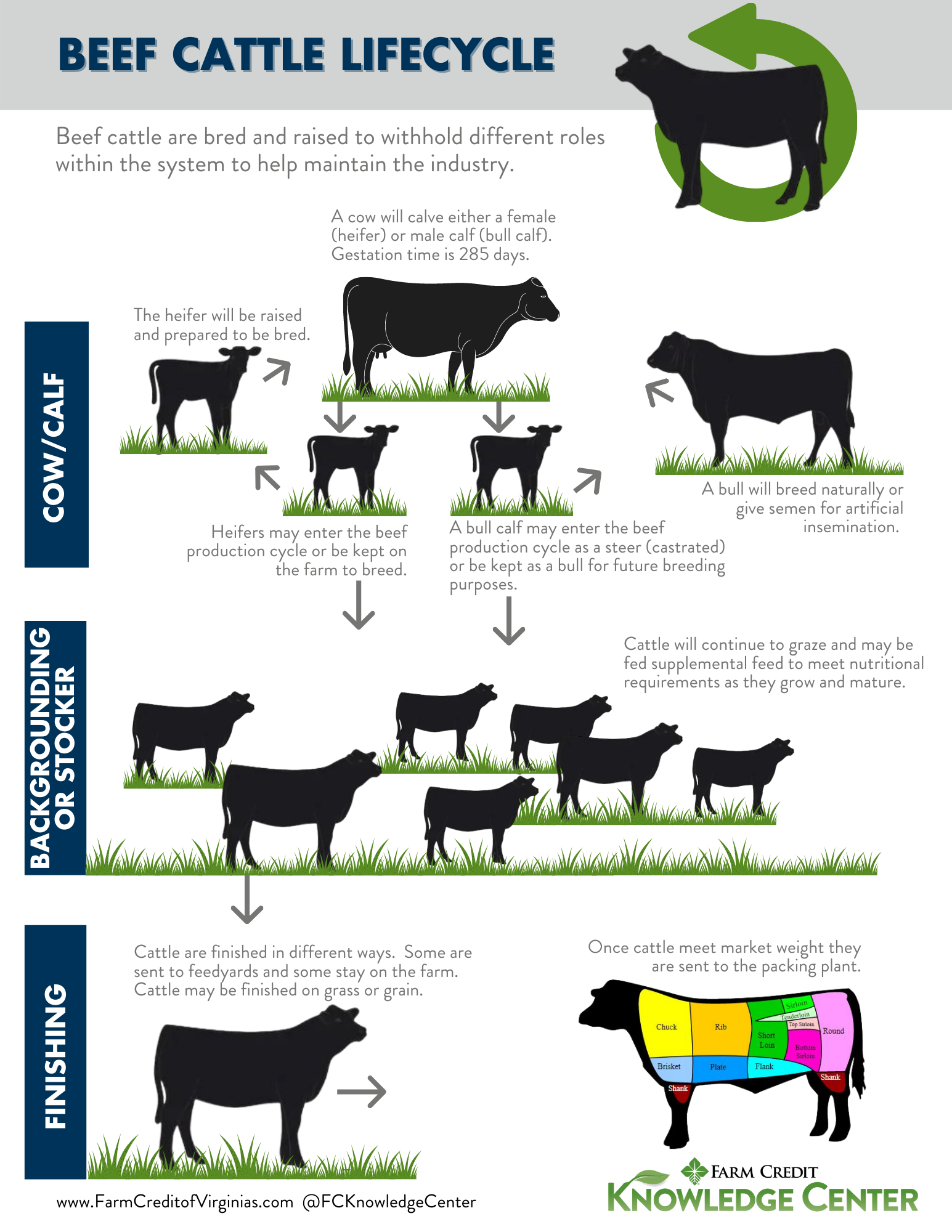 The Life Cycle Of A Beef Cow Nelson Engly1938